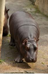 Whole Body Hippopotamus